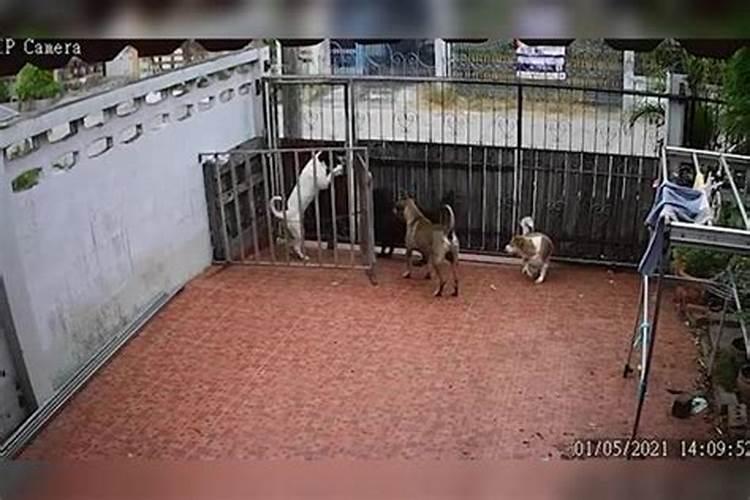 梦见狗挠门