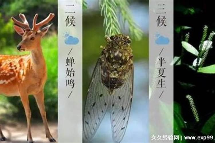 二十四节气中的第一侯,第二侯,