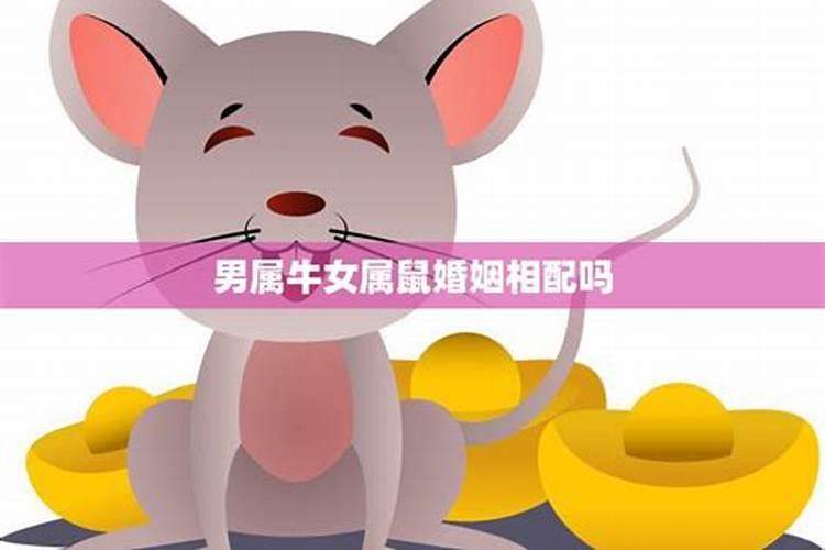 属牛男和属鼠女会离婚吗 今年婚姻运怎样