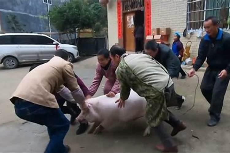 农村老人说的“猪脑里面有两个猪八戒(猪惊)”是什么意思？