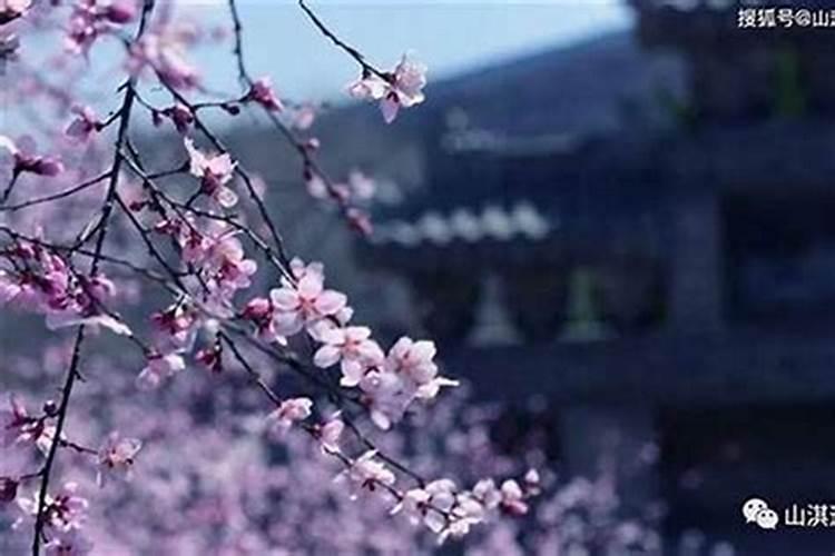 女人犯桃花好还是不好