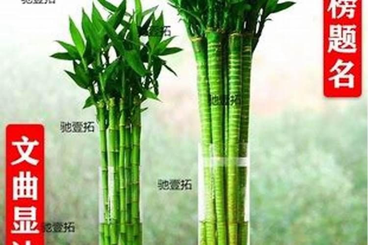 文昌塔,富贵竹怎样搭配摆放