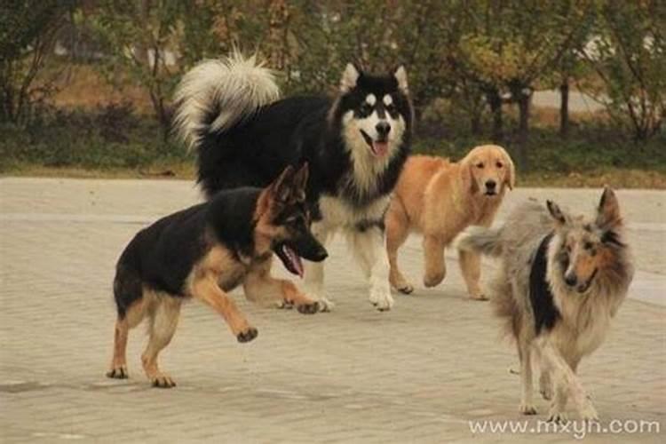 龙年对属羊的人运势好吗