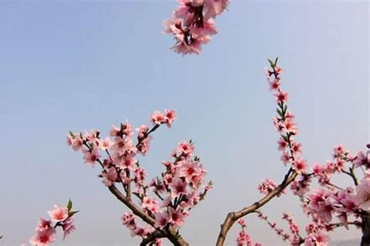 桃花运为何是桃花而不是别的花？桃花运的由来