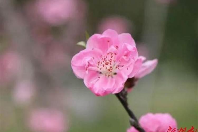 “桃花运”中的“桃花”是什么意思