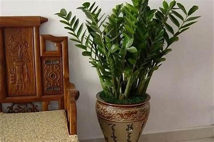 属猪人的风水植物(属猪的人家里放什么绿植旺财好运)