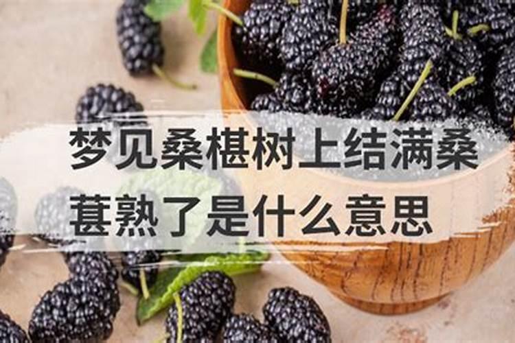 梦见和姐姐朋友一起抢桑葚