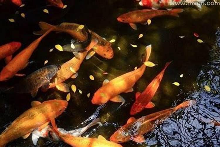 做梦梦到马何解？求高人解梦