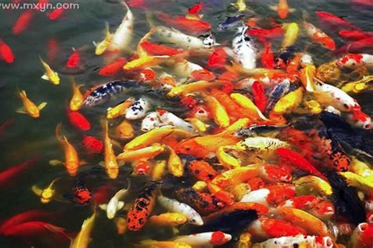 梦见很多大鱼在水里游有什么征兆