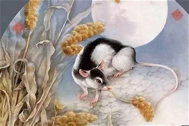 生肖属鼠十月初一出世11月15日八字命理分析