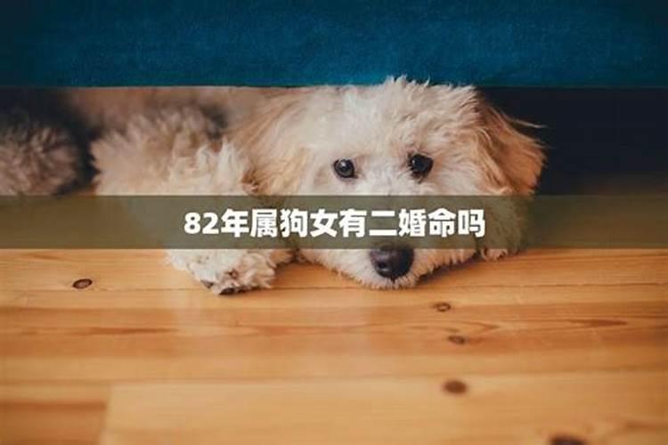 1982年属狗女士[43岁]2025年情感运势大揭秘,婚姻发展如何？