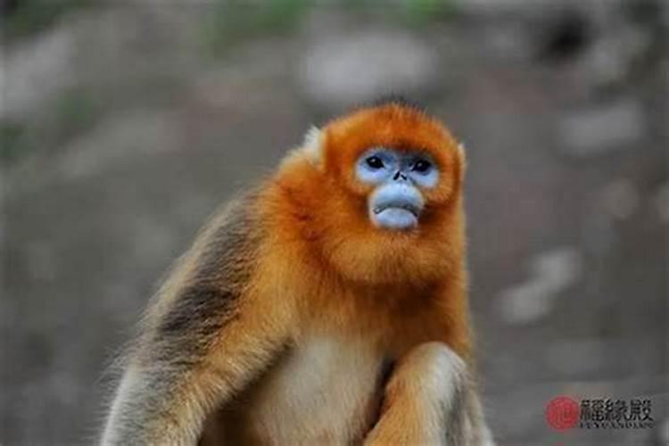 92年属猴人一生命运走势