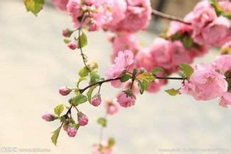 清明不能回去祭拜的句子