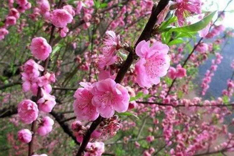 关于清明节前后文明祭祀的条幅宣传句子