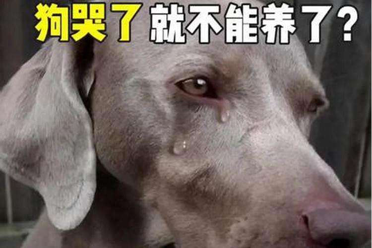 梦见狗哭了流眼泪了是什么意思 预兆