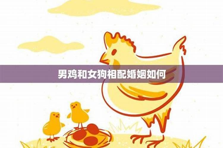 鸡男龙女的婚姻怎么样 属龙和属鸡的婚姻如何
