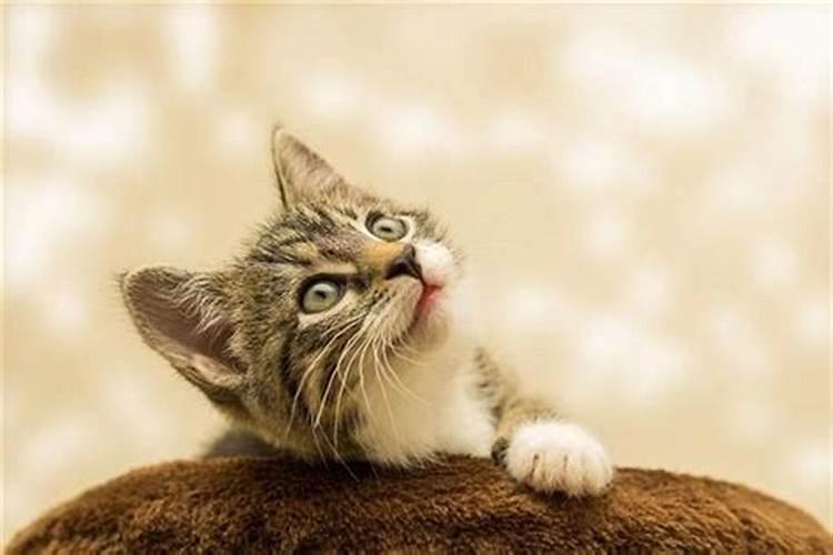 梦见被黑猫咬到手腕甩都甩不掉的预兆