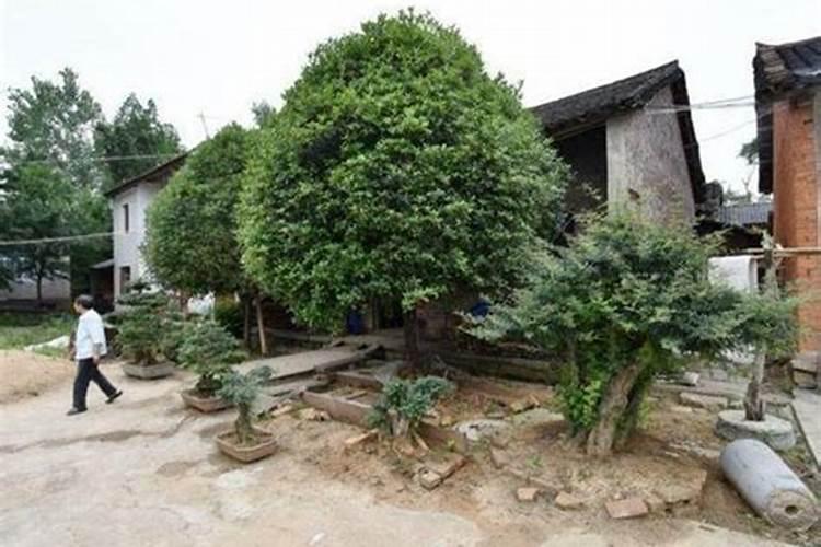 店铺门前栽什么树最旺财