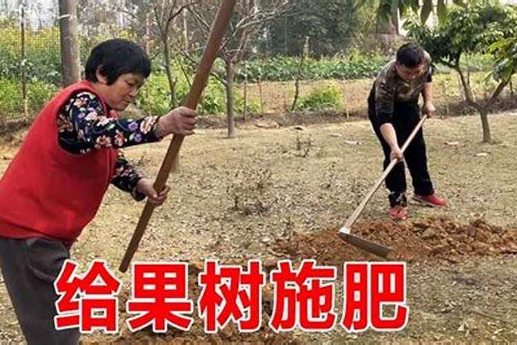 梦见和别人一起摘果子