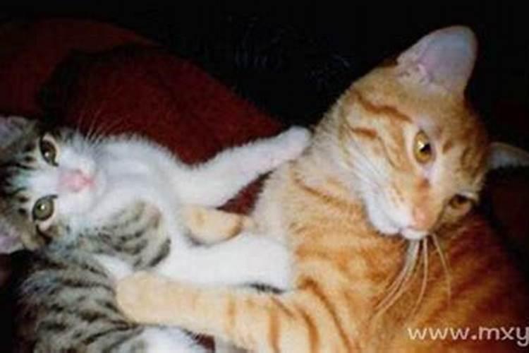 梦见打死猫有什么预兆