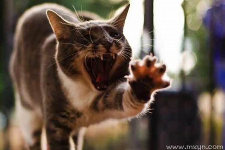 梦见打猫的预兆