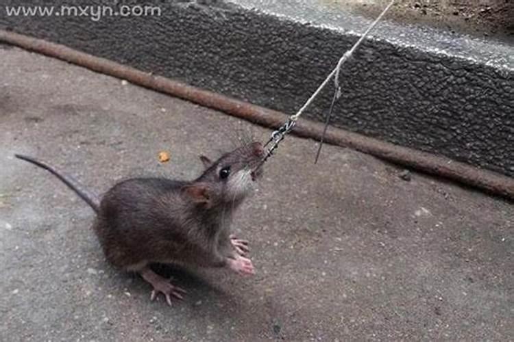重阳节到底是给仙家过的、还是给鬼道众生国的？