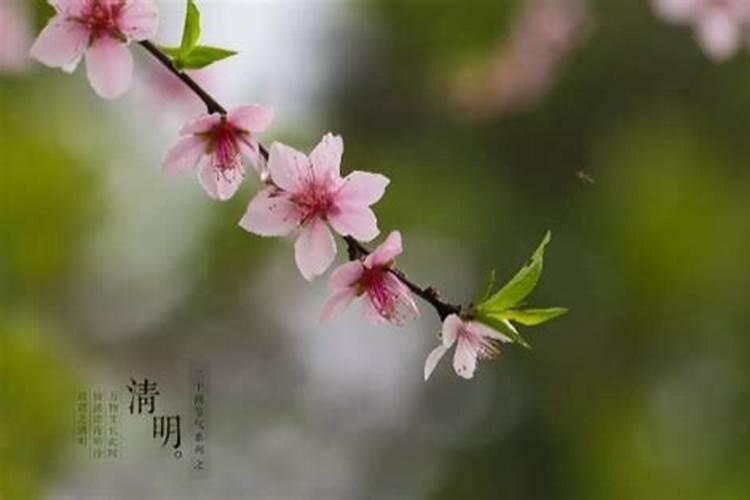 清明节跟什么生肖有关