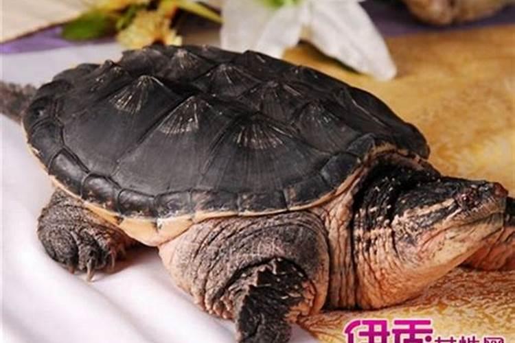 梦见乌龟是怎么回事 梦见乌龟的寓意