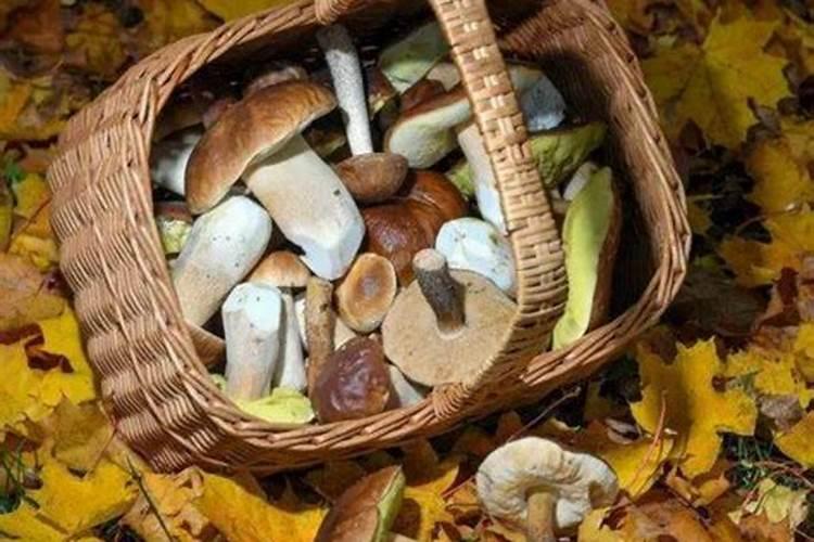 梦见采野磨菇的预兆