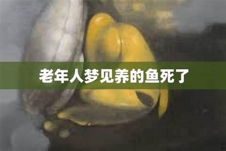 梦见鱼死了是什么征兆周公解梦