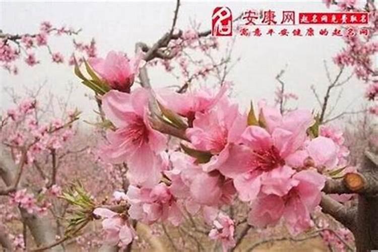 ...请问 属龙的 88年 9月23号出生 农历:8月13号 今年的运势怎么样？ 从...
