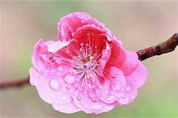 戴什么招桃花