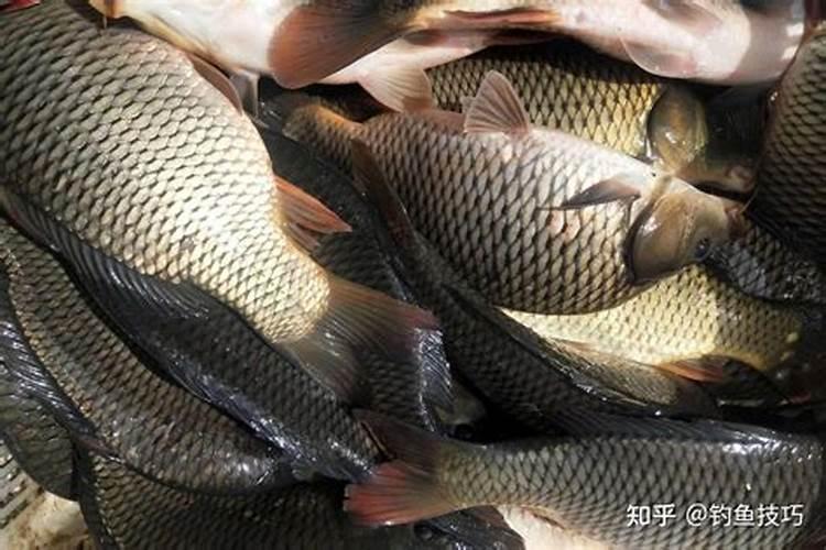 梦见别人钓到红鲤鱼的预兆