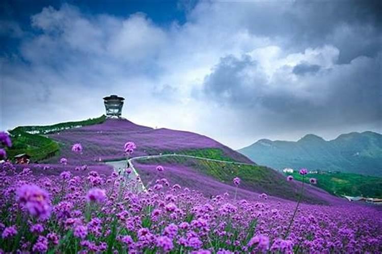 梦见花死了是什么意思