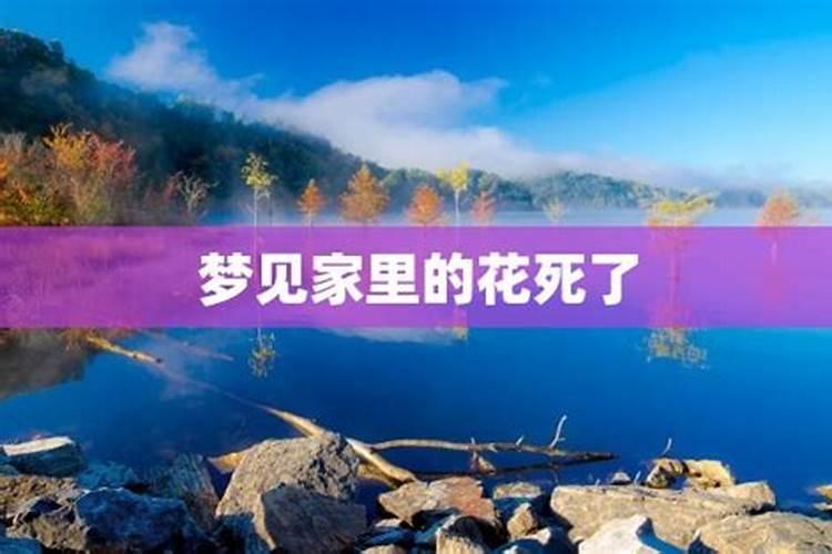 梦见花死了有什么预兆？是什么意思？