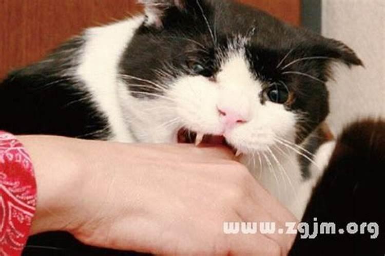 生肖猴1992年2025年运势如何 生肖猴1992年2025年全年运势