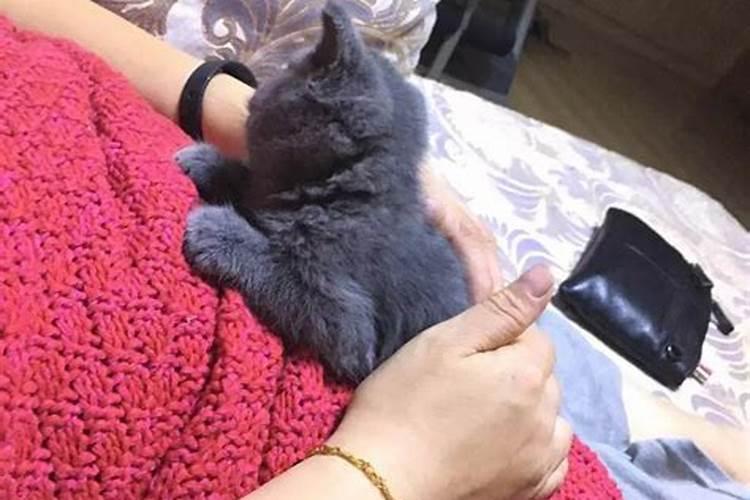 梦到几只小猫仔抱住我的小腿,怎么也摔不掉？
