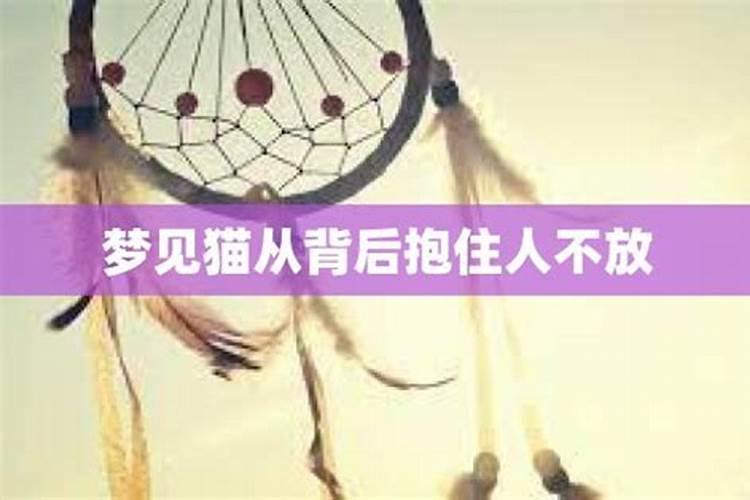 白天梦见一只小猫咪老老的抱我的小腿？