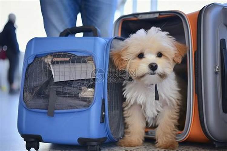 狗狗航空托运多少钱