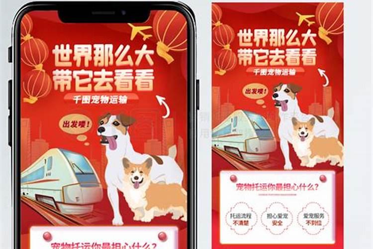 回家过年狗狗怎么办