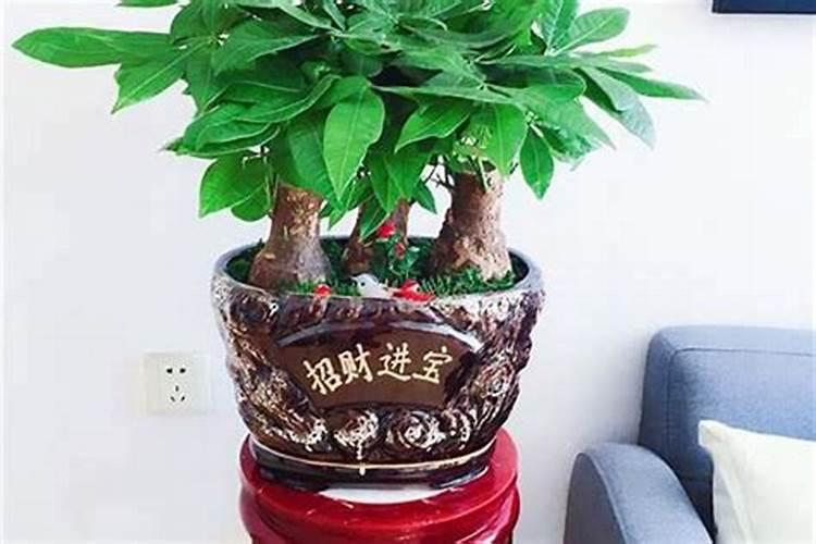 龙血树开花预兆家中出贵人