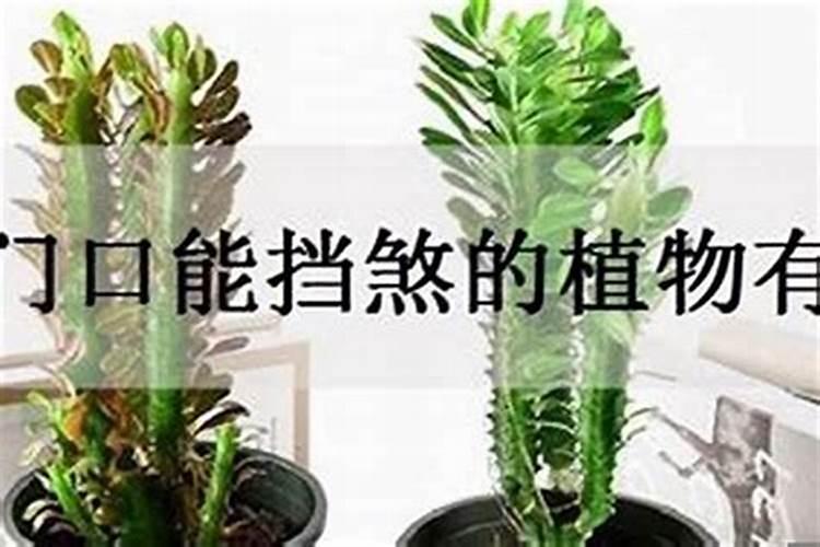 家有护宅花,出门遇贵人,这4种吉祥花,家里一定养一盆