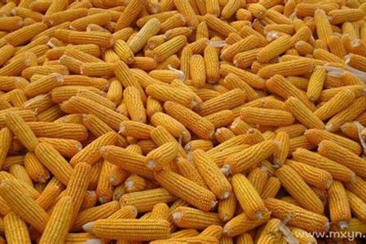 梦见家里堆满了玉米预示着什么意思