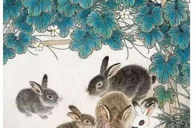 什么兔最好命 五行不同的生肖兔命运分析