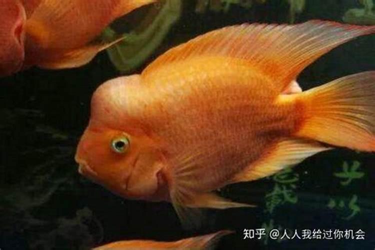 男龙和女蛇的婚配属相好吗