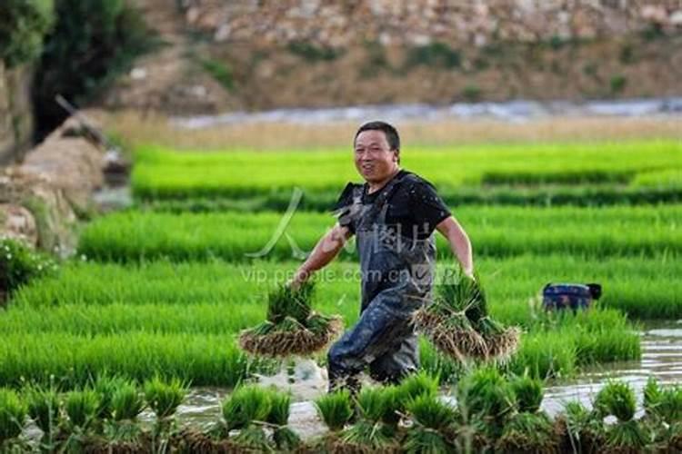 梦见自己在田里拔秧