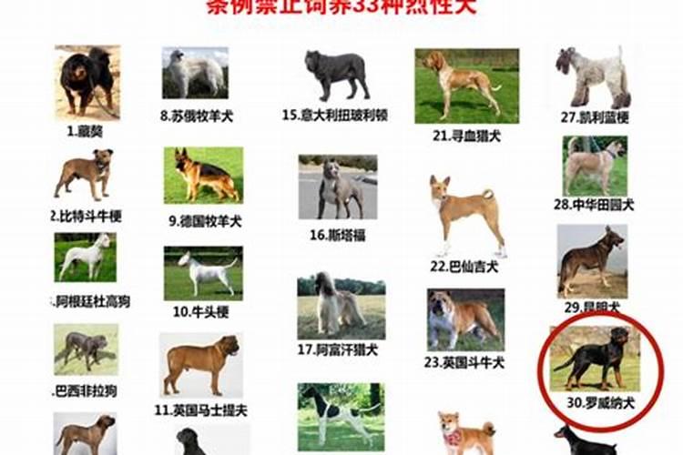 属狗的2024年有三喜 龙年全年的运程和运势