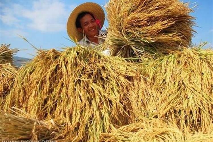 梦见爸妈晚上收堆在地上稻谷回家？