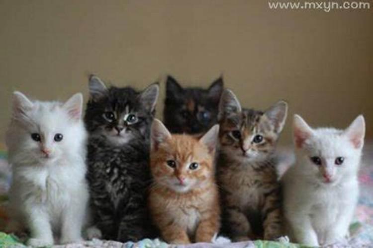 周公解梦大全:梦到一群猫是什么意思