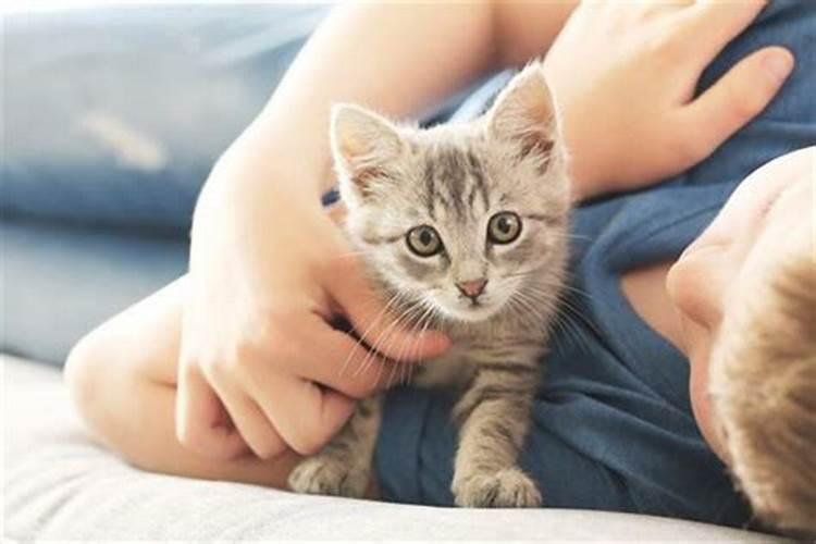 女人梦见猫是胎梦吗